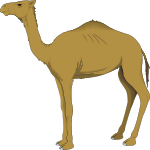 A dromedary camel