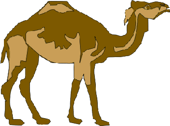 A one-humped camel