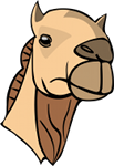 A camel’s head